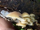 Hydropus nigrita image