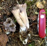 Gomphus clavatus image