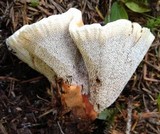 Hydnellum aurantiacum image