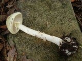 Amanita citrina f. lavendula image