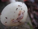 Amanita citrina f. lavendula image