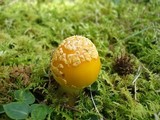 Amanita flavorubens image