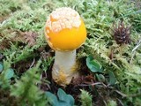 Amanita flavorubens image