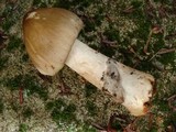 Amanita sect. Vaginatae image