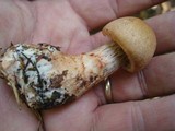 Cortinarius armillatus image