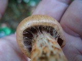 Cortinarius armillatus image