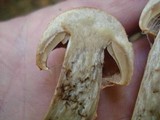 Cortinarius armillatus image
