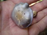 Cortinarius iodes image