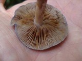 Cortinarius iodes image