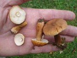 Gyroporus castaneus image