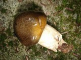 Hygrophorus fuligineus image