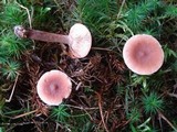 Lactarius oculatus image