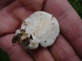 Tyromyces chioneus image