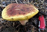 Boletus smithii image