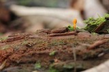 Cordyceps formosana image