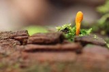 Cordyceps formosana image