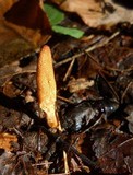 Cordyceps militaris image