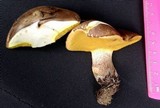 Suillus punctatipes image