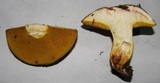 Suillus punctatipes image