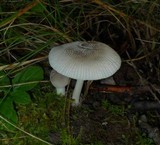 Amanita farinosa image