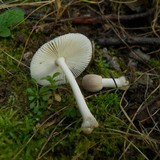 Amanita farinosa image