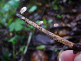 Marasmius quercophilus image