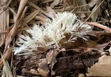 Hydnopolyporus fimbriatus image