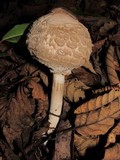Chlorophyllum olivieri image