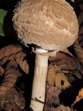 Chlorophyllum olivieri image