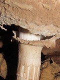 Chlorophyllum olivieri image