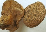 Sarcodon imbricatus image