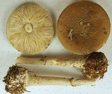 Amanita porphyria image