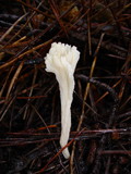 Clavulina coralloides image