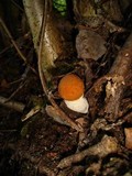 Leccinum albostipitatum image