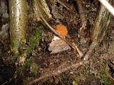 Leccinum albostipitatum image