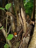 Leccinum albostipitatum image