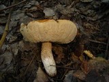 Leccinum albostipitatum image