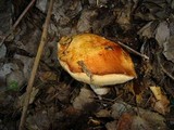 Leccinum albostipitatum image