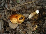 Leccinum albostipitatum image