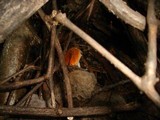 Leccinum albostipitatum image