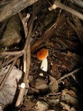 Leccinum albostipitatum image