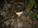 Leccinum albostipitatum image