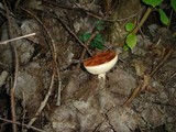 Leccinum albostipitatum image