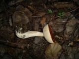 Leccinum albostipitatum image