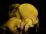 Gyrodon lividus image