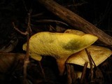 Gyrodon lividus image