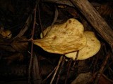 Gyrodon lividus image