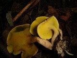 Gyrodon lividus image