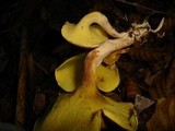 Gyrodon lividus image