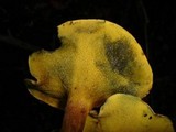 Gyrodon lividus image